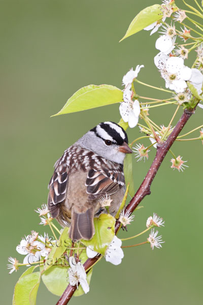 White-crowned Sparrow © Russ Chantler